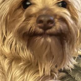 Yorkshire Terriers from Frances Hodges