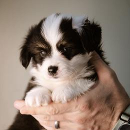 Frank - Black and tan male Pembroke Welsh Corgi puppy in South Otselic, New York from Ridge Top Corgis