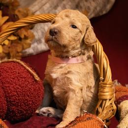 Poodle Puppies from Bella's Beauties Moyen Poodles