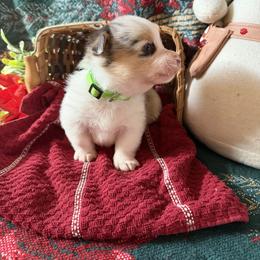Mack - Blue merle and white female American Corgi puppy in Lubbock, Texas from Ace High Corgis