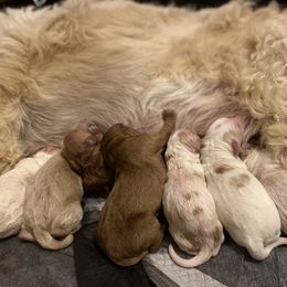 Bernedoodle and Goldendoodle Puppies from Pitter Patter Puppies NJ