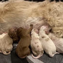 Bernedoodle and Goldendoodle Puppies from Pitter Patter Puppies NJ