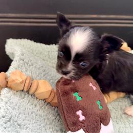 Rambo - Black and white male Chihuahua puppy in Choctaw, Oklahoma from Savvy Chihuahuas of Oklahoma