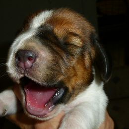 Basset Hound Puppies from All Ears Bassets