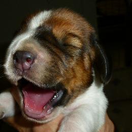 Basset Hound Puppies from All Ears Bassets