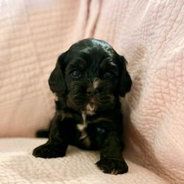 Pink - Girl - Black white and tan female Cocker Spaniel puppy in Morganton, North Carolina from Priceless Pups