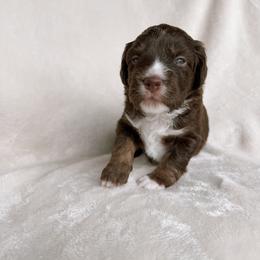 River - Red tri-color male Aussiedoodle puppy in Burbank, Ohio from Berns & Doodles