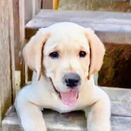Labrador Retriever Puppies from Jewell Labradors