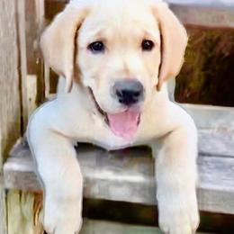 Labrador Retriever Puppies from Jewell Labradors
