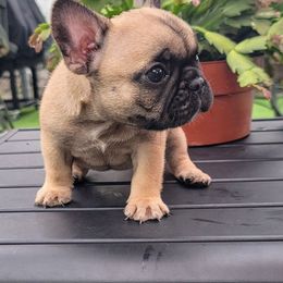 White girl - Fawn female French Bulldog puppy in Polk City, Florida from Best Friend Frenchies, LLC