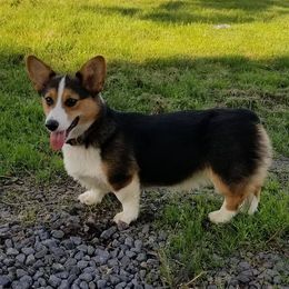 Pembroke Welsh Corgis from Lost Creek Corgis