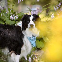 Cowboy - Australian Shepherd