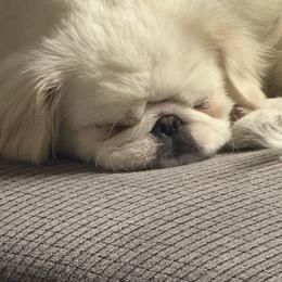 Lambchop - Pekingese