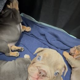 Bulldog Puppies from Royal Fade Bulldogs