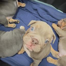 Bulldog Puppies from Royal Fade Bulldogs
