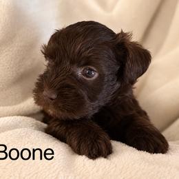 Boone - Liver male Miniature Schnauzer puppy in Bennington, Oklahoma from Always Blessed Miniature Schnauzers