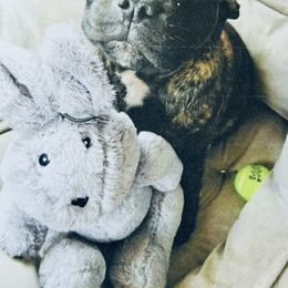 Staffordshire Bull Terrier Puppies from Moonspinner Staffords
