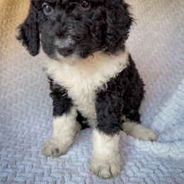 Olive - Black and white female Bernedoodle puppy in Grant City, Missouri from Timberline Paws