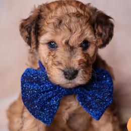 Mateo - Merle male Goldendoodle puppy in Forney, Texas from Diamond Doodle Pups and Poodles