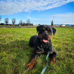 TR Leia vom Titanenheim - Black and mahogany female Rottweiler puppy in Ethel, Washington from Titanenheim Rottweilers