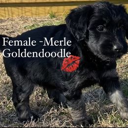 Goldendoodle Puppies from Peachy Sweet Goldendoodles