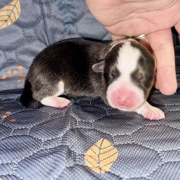 Breeze - Gray and white female American Corgi puppy in Dublin, Texas from 5H Corgis