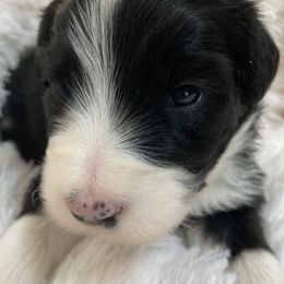 Clyde - Black Bearded Collie puppy in Kent, Washington from White Tips Ranch