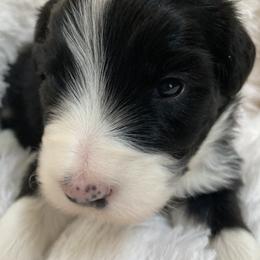 Clyde - Black Bearded Collie puppy in Kent, Washington from White Tips Ranch