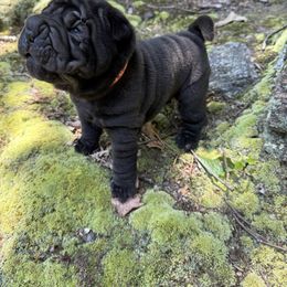 Orange - Black female Chinese Shar-Pei puppy in North Carolina from Amy Mahaffey's Chinese Shar-Pei