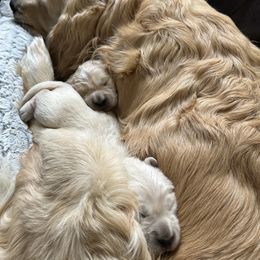 Golden Retriever Puppies from Monadnock Goldens
