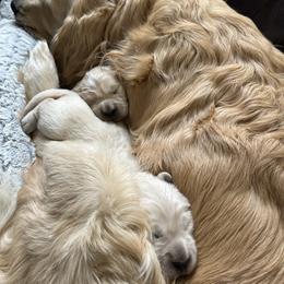 Golden Retriever Puppies from Monadnock Goldens