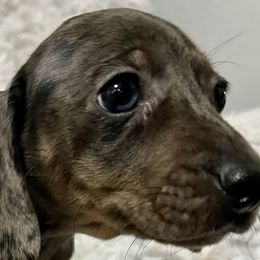 Dachshunds from Doxies with Moxie