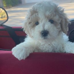 Goldendoodle, Maltipoo, and Poodle Puppies from Winchester Hills Poodles and Doodles