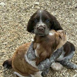 English Springer Spaniel puppies from Ledge N' Tree English Springer Spaniels