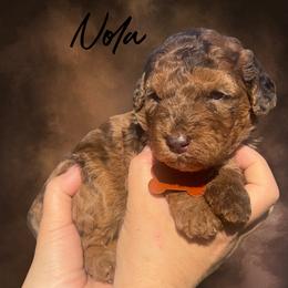 Nola - Merle female Whoodle puppy in Knoxville, Tennessee from Fleury Farm Doodles TN