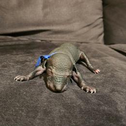 Plum - Black and white male Xoloitzcuintli puppy in Florissant, Colorado from Witching Hour Kennel