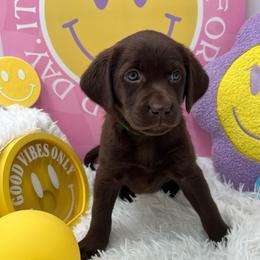 Green - Chocolate female Labrador Retriever puppy in Heath Springs, South Carolina from Rich Hill Retrievers