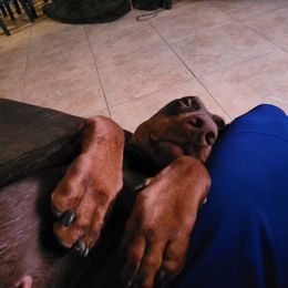 Doberman Pinscher Puppies from Maris Stella Kennel