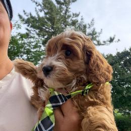 Apollo - Apricot male Goldendoodle puppy in Germantown, Maryland from Honey Blossom Doodles