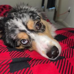 Kimber - Miniature Australian Shepherd