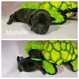 Michelle - Charcoal female Lhasa Apso puppy in Cincinnati, Ohio from Shangri-La Lhasa Apsos