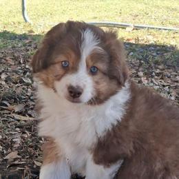 Henry - Red tri male Miniature Australian Shepherd puppy in Copperas Cove, Texas from Aussies Acre
