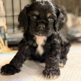 Reliable - Black white and tan male Cocker Spaniel puppy in Nixa, Missouri from LoElls Cocker Spaniels