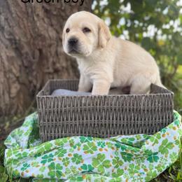 Green boy - Yellow male Labrador Retriever puppy in Corning, California from Raven's Labradors