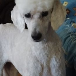 Jewels - Aussiedoodle