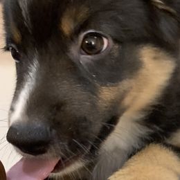Miniature Australian Shepherds from Diamond Rainbow Aussies