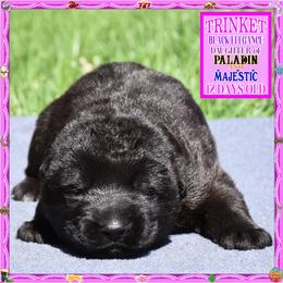 TRINKET IS A SOLID BLACK GIRL - Black female German Shepherd puppy in Murrieta, California from Diamond Oaks German Shepherds