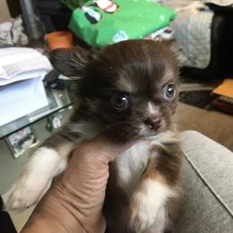 Chihuahua Puppies from Chilove Chihuahuas