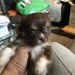 Chihuahua Puppies from Chilove Chihuahuas