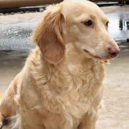 Lennon - Dachshund